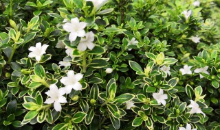 六月雪养殖方法 六月雪养殖方法及注意事项