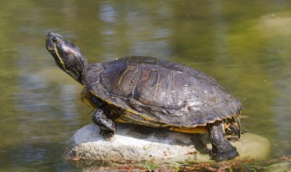 鳖的养殖方法（鳖的家庭养殖方法）