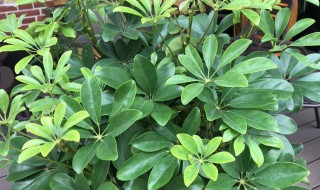 鹅掌柴的养殖方法 鹅掌柴的养殖方法和注意事项盆栽视频