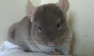 龙猫养殖方法 龙猫养殖方法有哪些