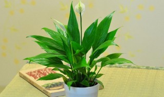 一帆风顺养殖方法 一帆风顺养殖方法 盆栽