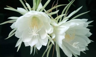昙花养殖方法 昙花的养殖方法和修剪