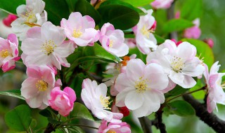 西府海棠的养殖方法 西府海棠的养殖方法和注意事项四季