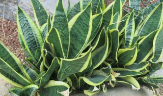 金边虎皮兰的养殖方法 金边虎皮兰的养殖方法和注意事项有哪些