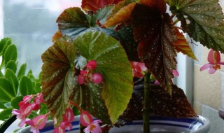 竹节秋海棠养殖方法（竹节秋海棠养殖方法和注意事项大全）