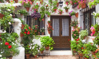 珊瑚绿植的养殖方法 珊瑚绿植的养殖方法视频