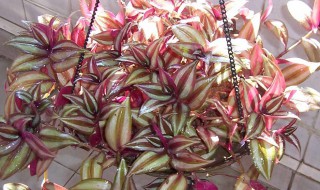 紫竹吊兰的养殖方法 紫叶吊竹兰怎样种植