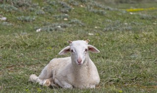 山羊的养殖方法 本地山羊的养殖方法