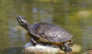 草龟养殖方法 草龟怎么养