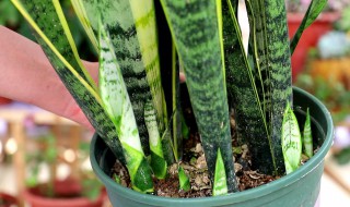 虎皮令箭的养殖方法（虎皮令箭的养殖方法和扦插）