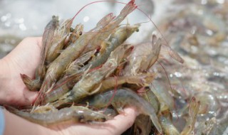 河虾的养殖方法（河虾的养殖方法有）