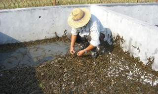 水蛭养殖方法 水蛭养殖要求