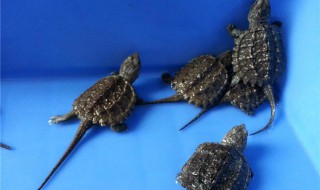 鳄鱼龟养殖方法 鳄鱼龟的养殖技术