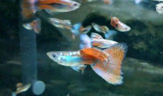 孔雀鱼的养殖方法（孔雀鱼的养殖方法和注意事项视频）