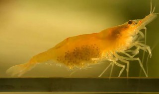 观赏虾的养殖方法 观赏虾的养殖方法是什么