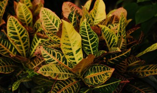 变叶木的养殖方法（变叶木的养殖方法和注意事项视频）