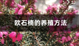 欧石楠的养殖方法（欧石楠的养殖方法视频）