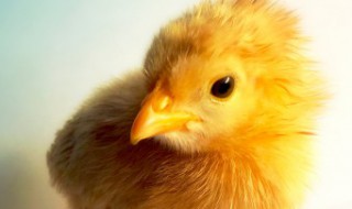 散养鸡养殖方法（散养鸡养殖方法和技巧）