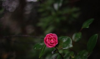 山茶花的养殖方法家庭（山茶花的养殖方法盆栽家庭）