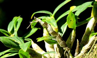 铁皮石斛怎么养殖方法（铁皮石斛怎么养殖方法图片）