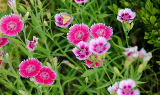 石竹的养殖方法（石竹的养殖方法和技术）