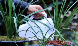 春兰养殖方法 春兰养殖方法和注意事项大