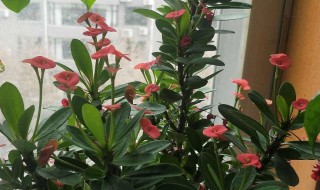 花麒麟的养殖方法（花麒麟的养殖方法和技术）