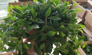 翡翠吊兰养殖方法（翡翠吊兰养殖方法图解）