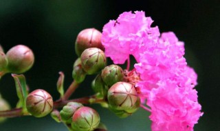 紫薇的养殖方法（紫薇的养殖方法视频）