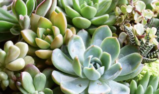 黑王子的养殖方法 黑王子的养殖方法和注意事项