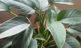 绿宝石的养殖方法 绿宝石的养殖方法和技巧