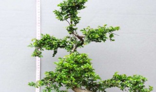 榆树养殖方法（榆树的养殖方法）