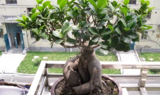 盆景榕树的养殖方法(盆景榕树的养殖方法和技术)
