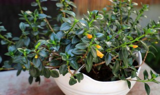 吊金鱼的养殖方法（吊金鱼的养殖方法图解）