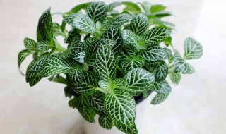 网纹草的养殖方法 怎样养殖网纹草