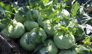 苤蓝怎么做好吃 苤蓝怎么做好吃素炒