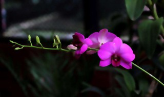 蝴蝶兰花养殖方法 蝴蝶兰花如何种养