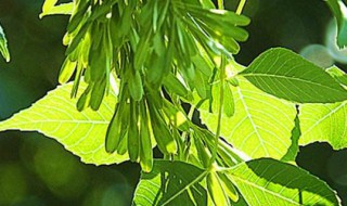 白蜡的养殖方法 盆景白蜡的养殖方法