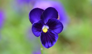 蝴蝶花的养殖方法 蝴蝶花的养殖方法种子取到