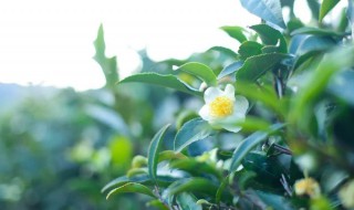 茶花怎么养殖方法 茶花怎么养殖方法视频