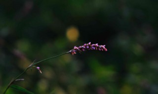 荭怎么读音 荭怎么读音是什么意思