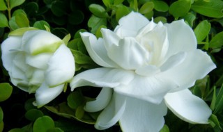 桅子花的养殖方法和注意事项 桅子花的养殖方法和注意事项子