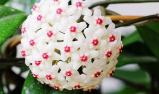 球兰养殖方法（球兰养殖方法水培）