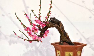 梅花盆栽养殖方法（梅花盆栽养护）