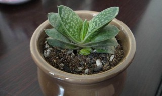 子宝的养殖方法 子宝怎么种植