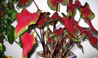 花叶芋的养殖方法（花叶芋怎么养）