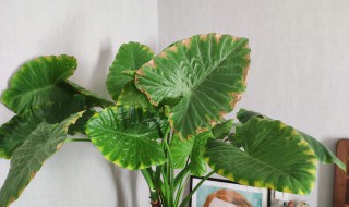 霸王芋的养殖方法（霸王芋的养殖方法视频）