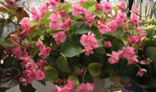 四季秋海棠的养殖方法 四季秋海棠的养殖方法和技术