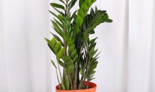 盆栽摇钱树养殖方法(盆栽摇钱树养殖方法和注意事项)