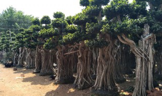 金钱榕树的养殖方法 金钱榕树的养殖方法和注意事项